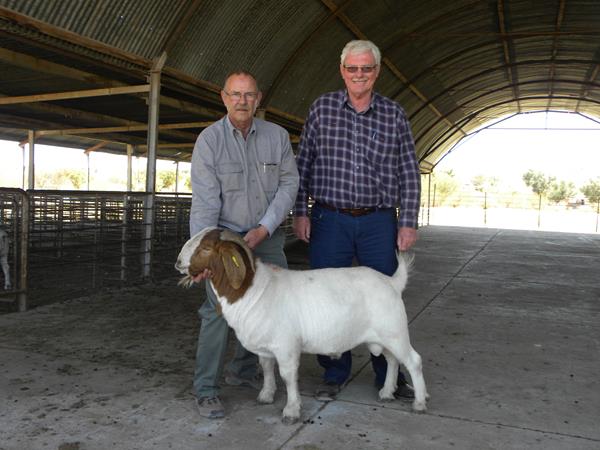 Noord-Kaap Veiling 2015