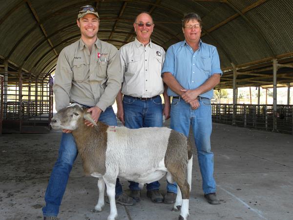 Noord-Kaap Veiling 2015