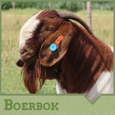Boerbok
