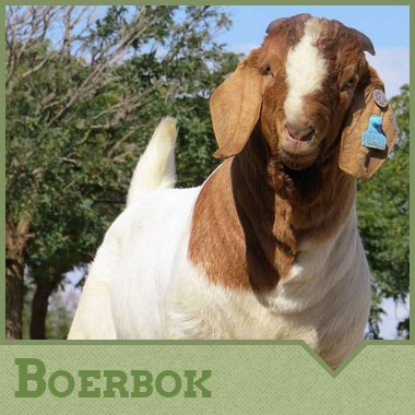 Boerbok