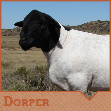 Dorper Sheep