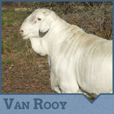 Van Rooy Skaap
