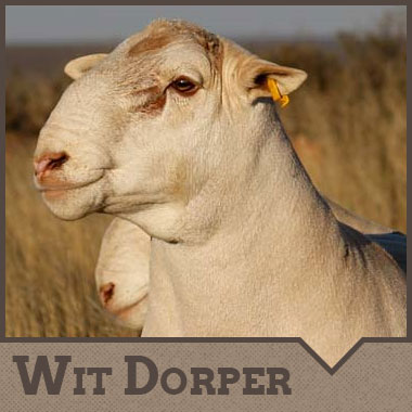 Wit Dorper Sheep
